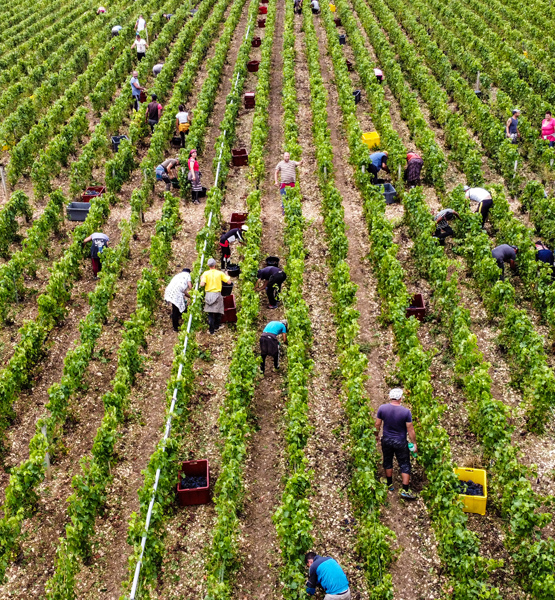a) Les vendanges
